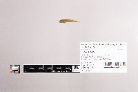 Image of Cottus ricei