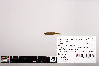 Image of Notropis micropteryx
