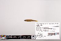 Notropis micropteryx image