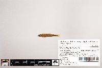 Image of Notropis photogenis