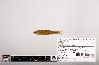 Image of Notropis leuciodus