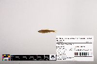 Notropis leuciodus image