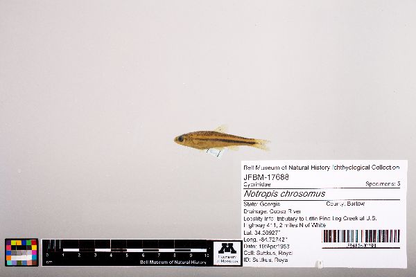 Notropis chrosomus image