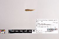 Cottus carolinae image