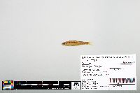 Notropis boops image