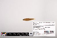 Notropis leuciodus image