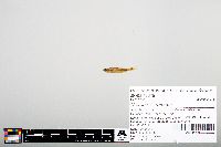 Notropis heterodon image
