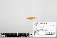 Notropis heterodon image