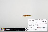Notropis heterodon image