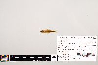 Notropis texanus image