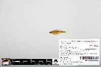 Notropis heterodon image