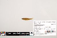 Notropis texanus image