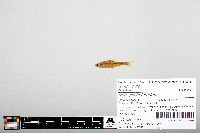 Notropis heterodon image