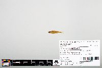 Notropis heterodon image