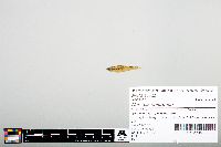 Notropis heterodon image