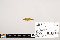 Notropis texanus image