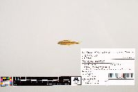 Notropis texanus image