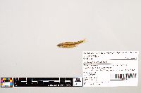 Notropis texanus image