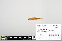 Notropis heterodon image