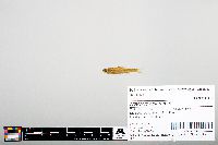 Notropis heterodon image
