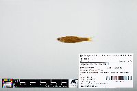 thumbnail image of current specimen