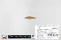 Cyprinella spiloptera image