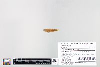 Cyprinella spiloptera image