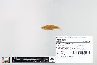 Cyprinella spiloptera image