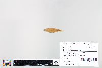 Cyprinella spiloptera image