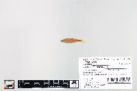 Cyprinella spiloptera image