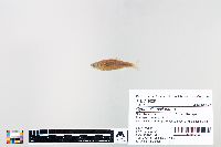 Cyprinella spiloptera image