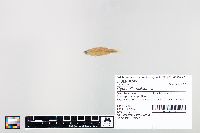 Cyprinella spiloptera image