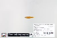 Cyprinella spiloptera image