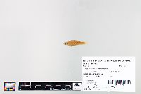 Cyprinella spiloptera image