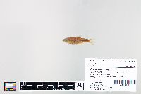 Cyprinella spiloptera image