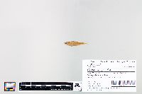 Cyprinella spiloptera image