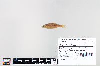 Cyprinella spiloptera image