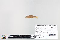 Cyprinella spiloptera image