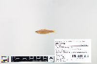 Cyprinella spiloptera image
