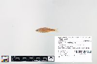 Cyprinella spiloptera image