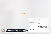 Cyprinella proserpina image