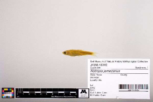 Notropis jemezanus image
