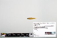 Notropis chihuahua image