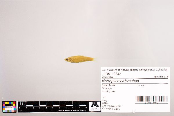 Notropis oxyrhynchus image