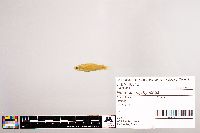 Image of Notropis oxyrhynchus