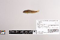 Cottus carolinae image