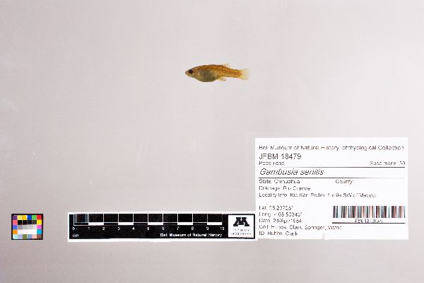 Gambusia senilis image