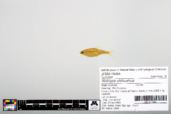 Notropis chihuahua image