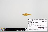 Image of Notropis chihuahua