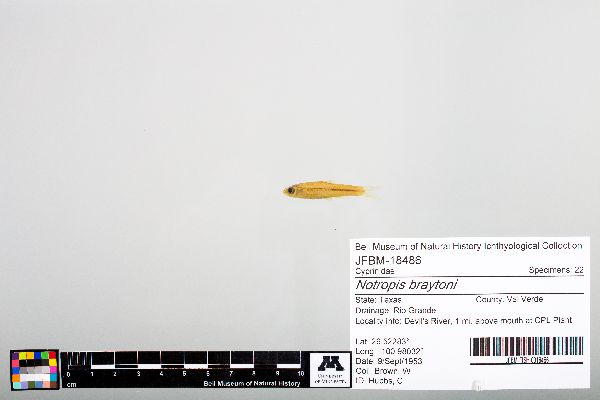 Notropis braytoni image